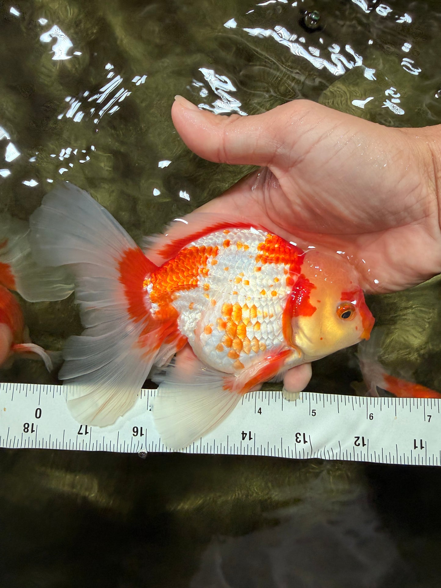 A Grade Kohaku Red White Oranda Male 6 inches #081426OR_09