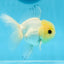 UNIQUE A Grade Lemonhead Button Eyes Oranda Male 4-4.5 inches #0906OR_28