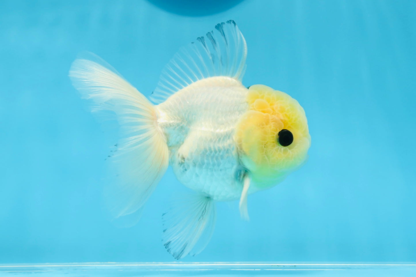 Oranda macho de ojos de botón de cabeza de limón de grado A, único, de 4 a 4,5 pulgadas, n.º 0906OR_28