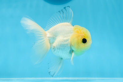 Oranda macho de ojos de botón de cabeza de limón de grado A, único, de 4 a 4,5 pulgadas, n.º 0906OR_28