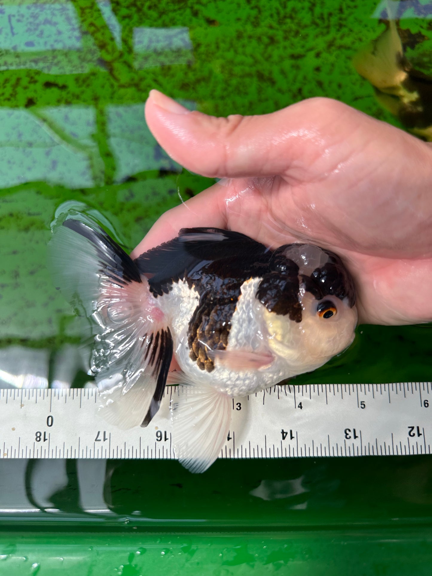 AAA Grade Panda Oranda Male 5 inches #0920OR_26