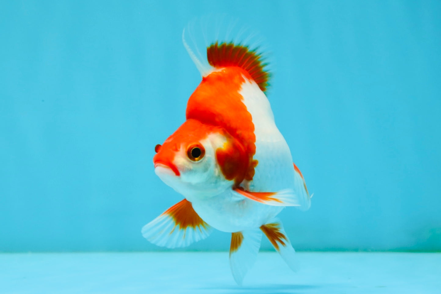 AAA Grade Red White Ryukin Male 4-4.5 inches #032726RK_28