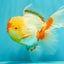 A Grade Red White Oranda Female 6 inches #072426OR_17