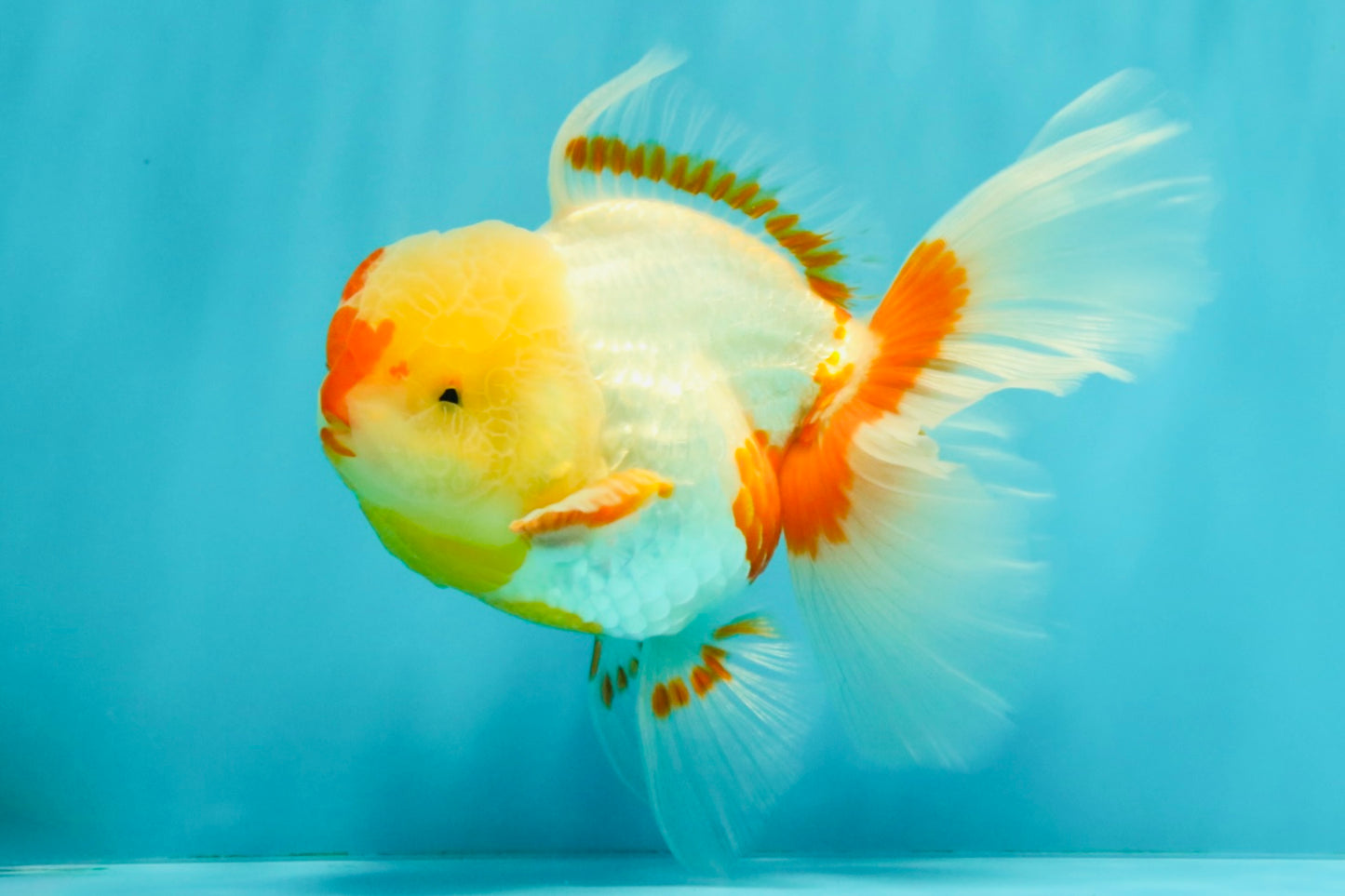 A Grade Red White Oranda Female 6 inches #072426OR_17