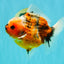 Calico Yuanbao Male 4.5-5 inches #073126YB_15