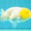 BEAUTY A Grade White LionQueen 4-4.5 inches #050826LC_16