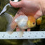 A Grade White Buttoned Eyes Oranda Male 4.5-5 inches #042525OR_09