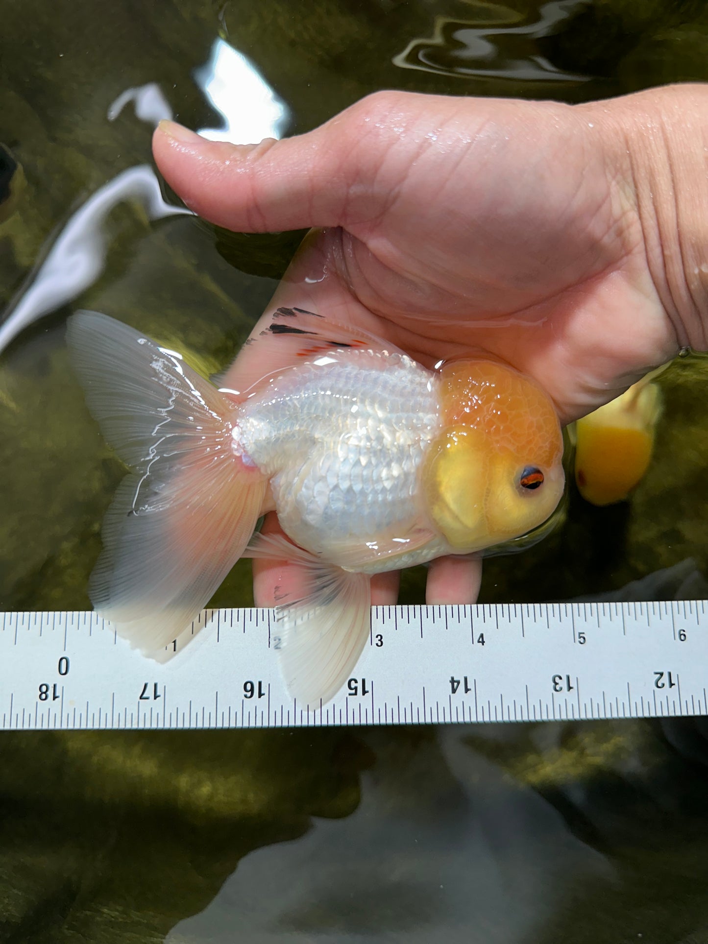 A Grade White Buttoned Eyes Oranda Male 4.5-5 inches #042525OR_09
