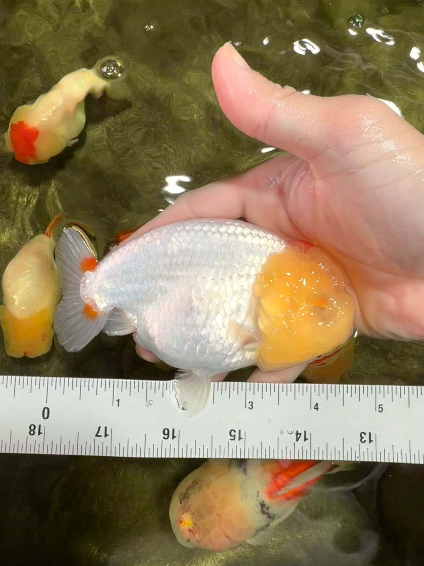 A Grade Red White LionQueen 4.5 inches #031326LC_07