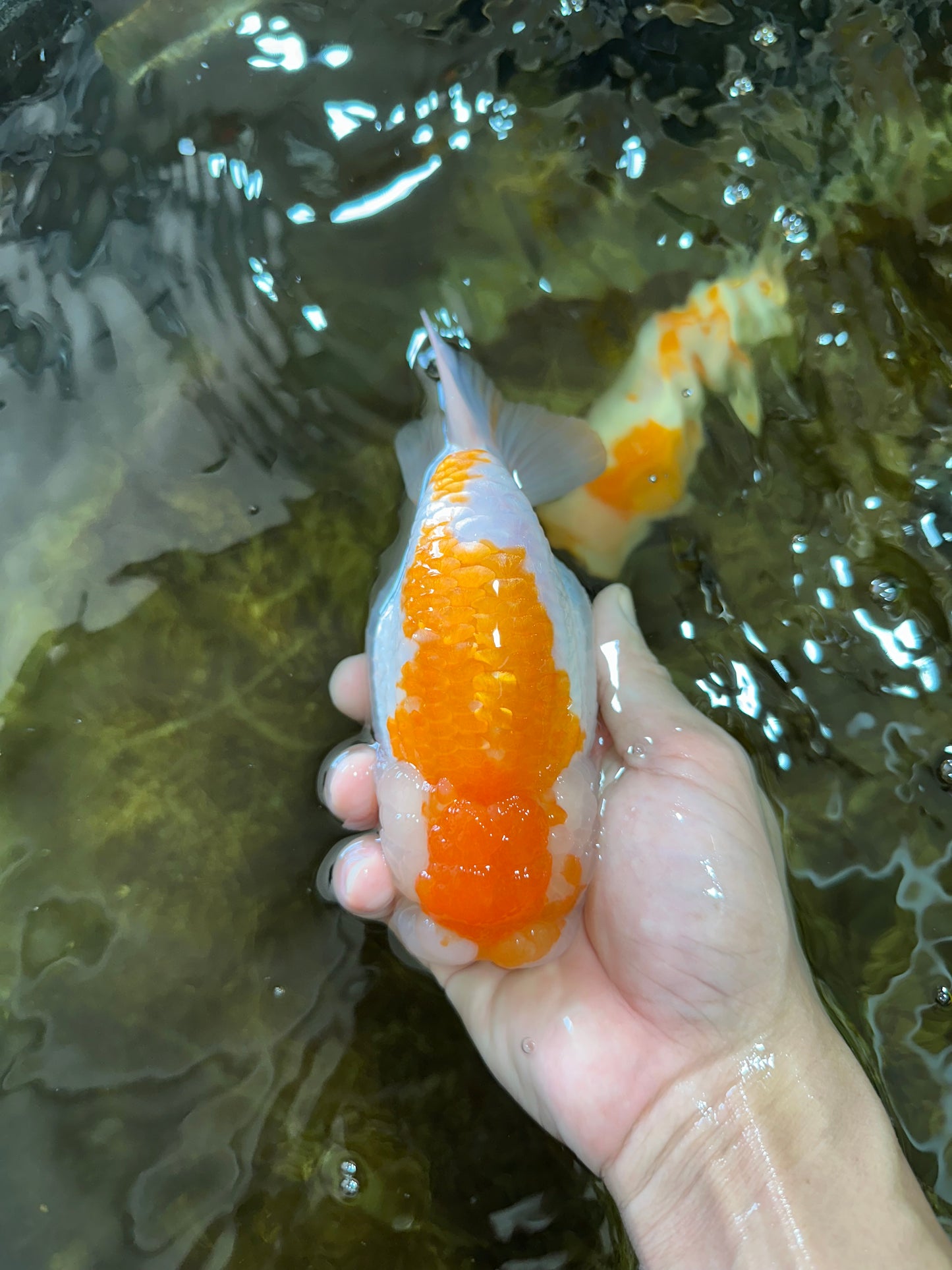 AAA Grade CHUBBY Orange White LionKing 6 inches #091225LC_05