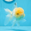 AAA Grade Lemonhead Oranda Male 4.5-5 inches #0830OR_12