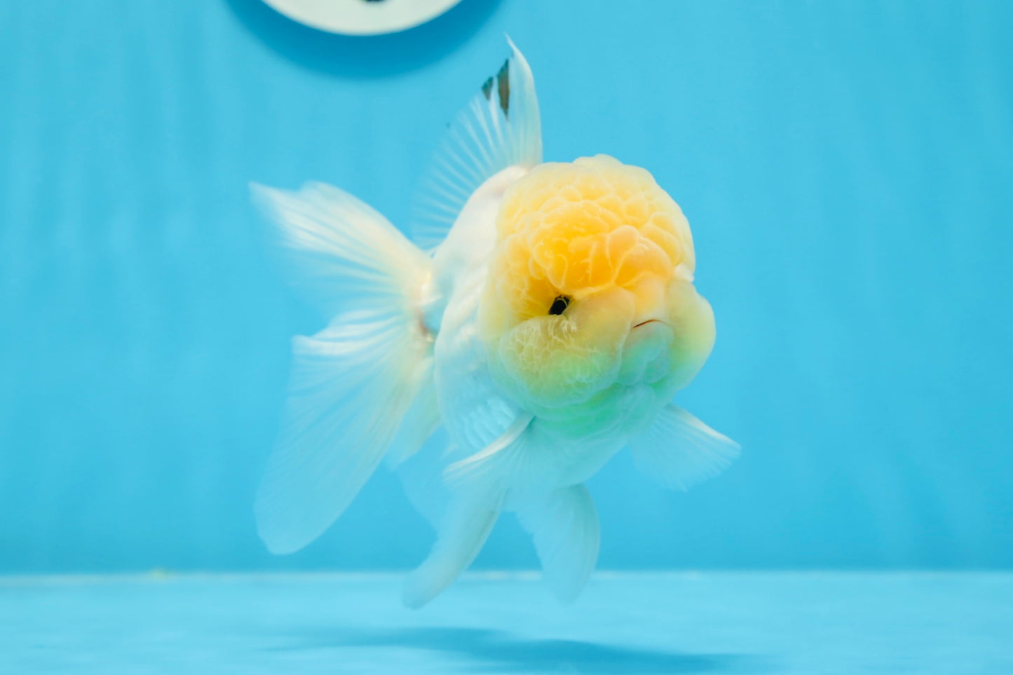 Oranda mâle à tête de citron de qualité AAA 4,5 à 5 pouces #0830OR_12