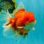 ANGER AAA Grade Broadtail Red White Oranda Male 7 inches #071026OR_05