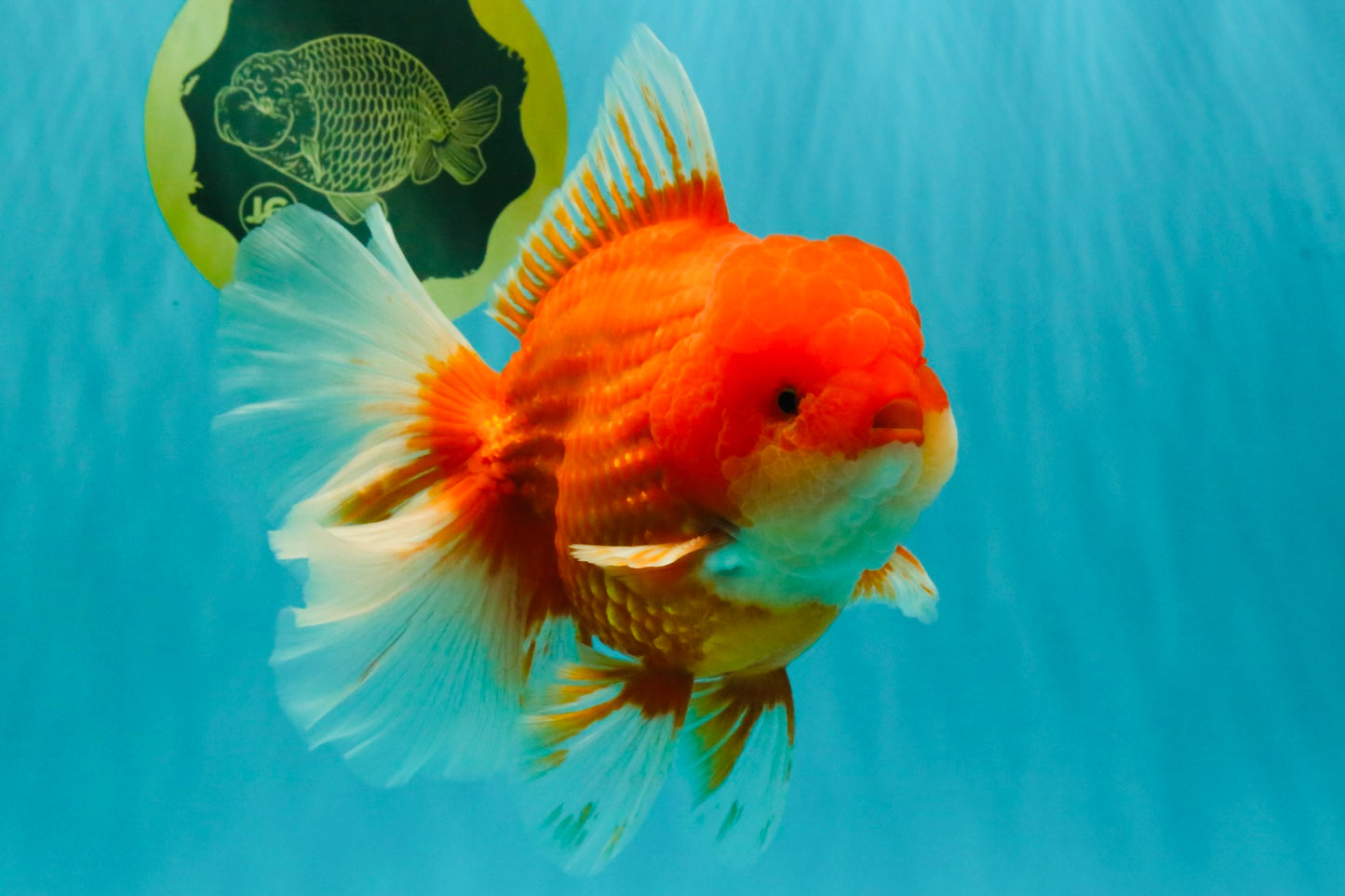 ANGER AAA Grade Broadtail Red White Oranda Male 7 inches #071026OR_05