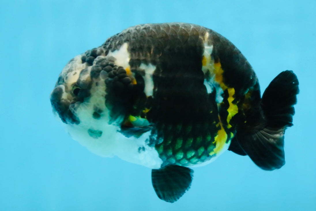 SPECIAL PANDA A Grade Ink Chinese Ranchu Male 4.5 inches #120525RC_05