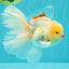 A Grade Red White Oranda Male 5.5 inches #062626OR_36