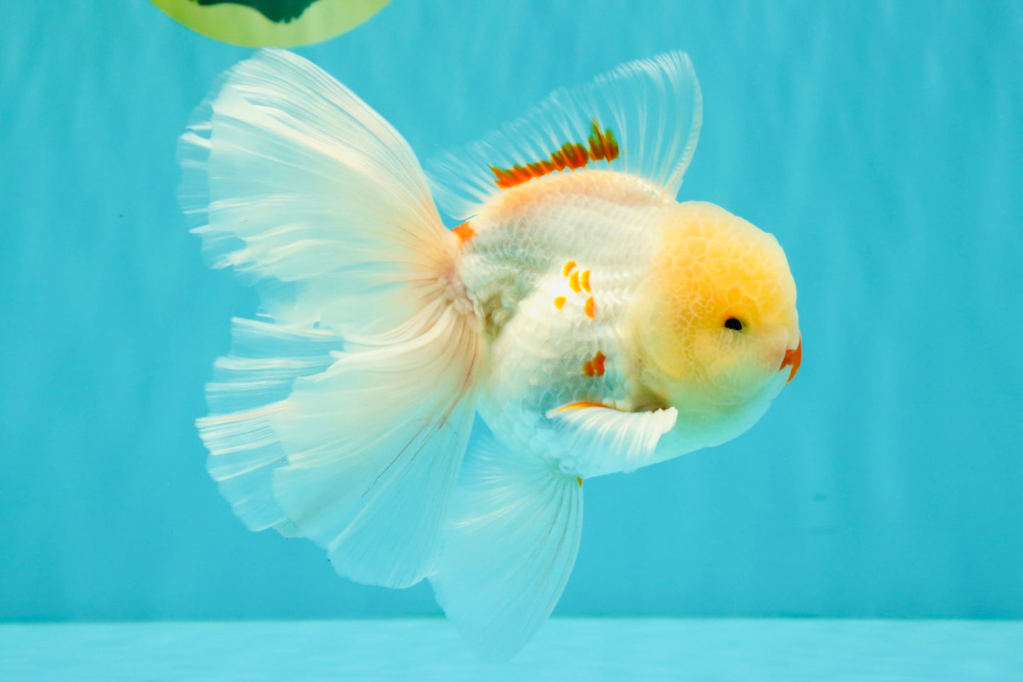 A Grade Red White Oranda Male 5.5 inches #062626OR_36