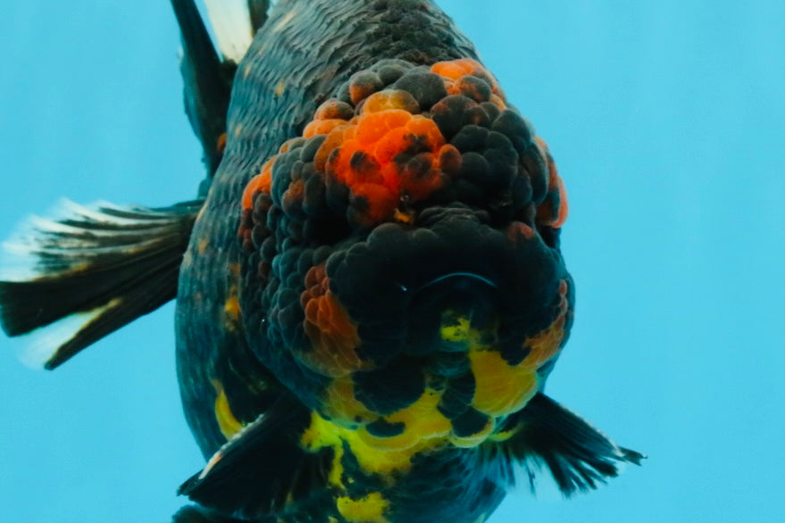 SUPER AAA Grade Godzilla Tiger Yuanbao Male 6 inches #022026YB_02