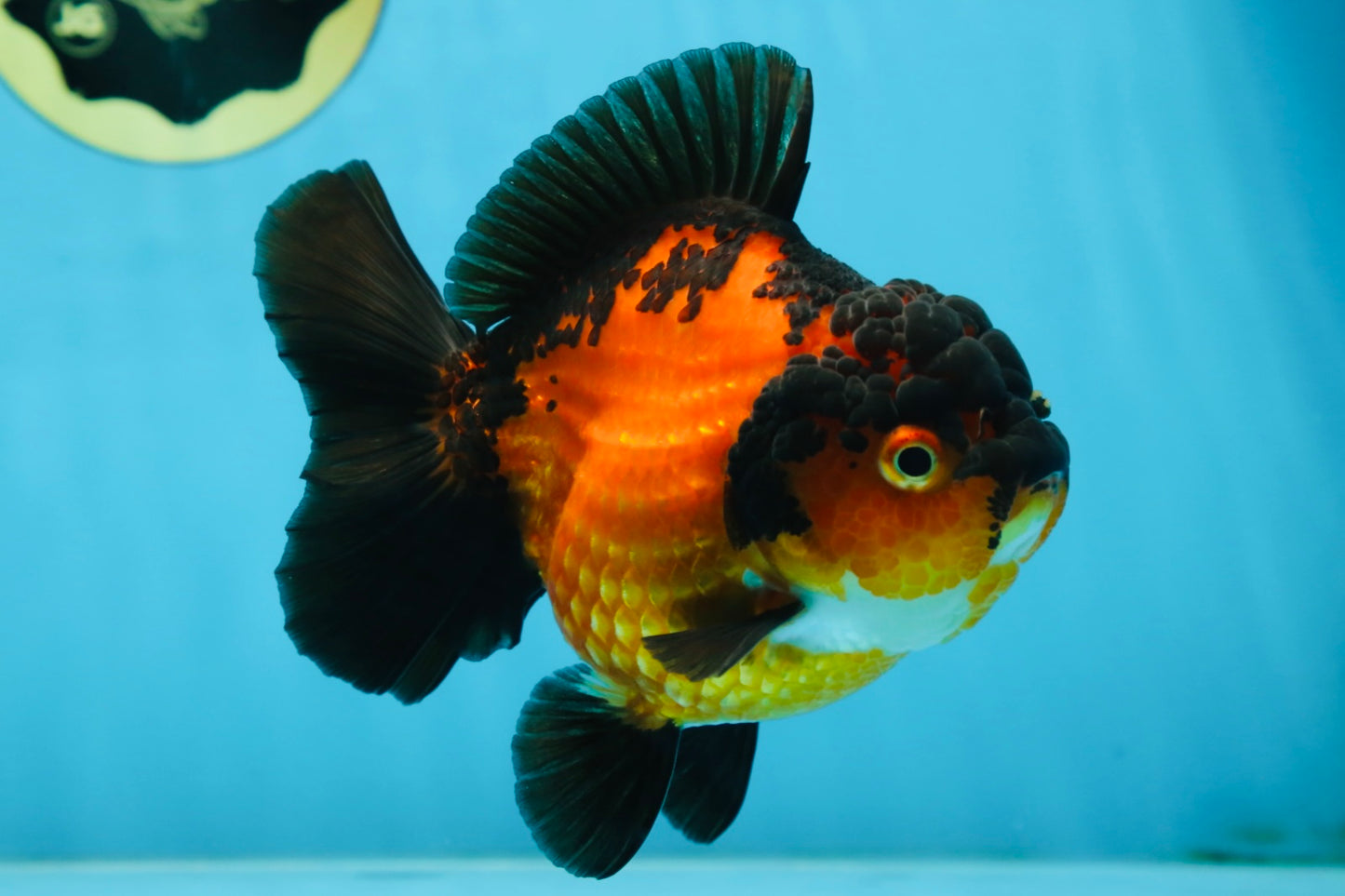 AAA Grade Apache Yuanbao Female 5 inches #081525YB_06