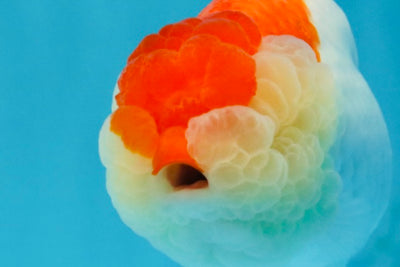 Red White LionChu Female 4-4.5 inches #041026LC_16