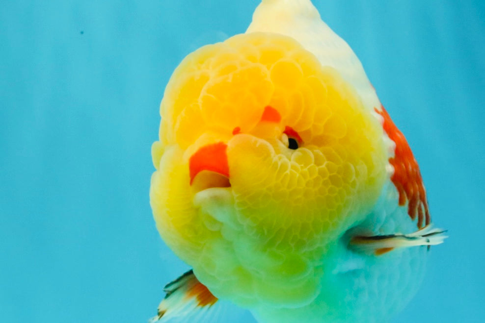 BIG WEN AAA Grade Godzilla Red White Lipstick Yuanbao Male 5.5 inches #030626YB_11