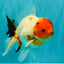 A Grade Diamond Scale Sakura Oranda Male 6.5 inches #072426OR_19