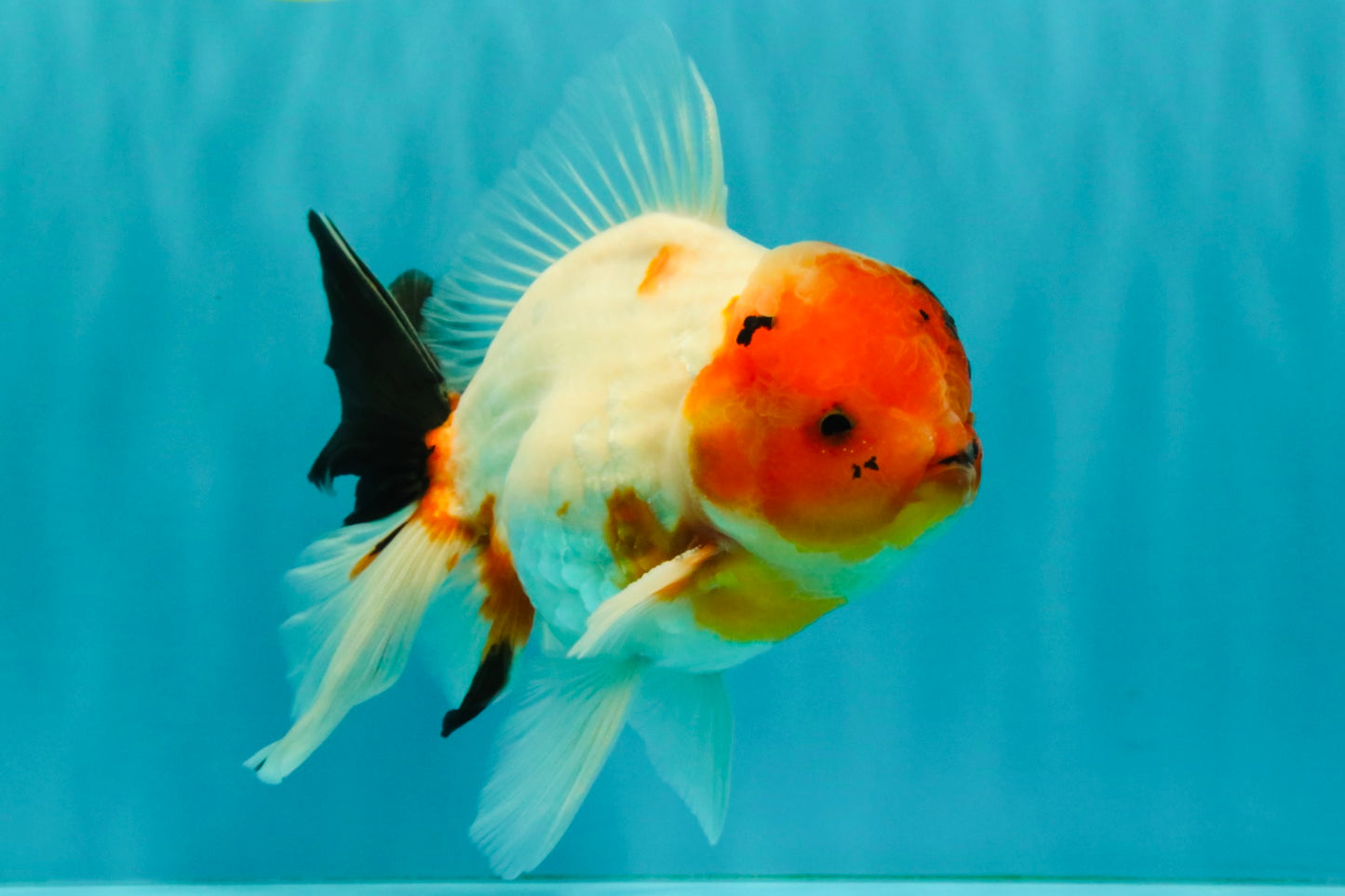 A Grade Diamond Scale Sakura Oranda Male 6.5 inches #072426OR_19