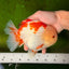 CHUBBY A Grade Red White Yuanbao Male 6 inches #041026YB_26