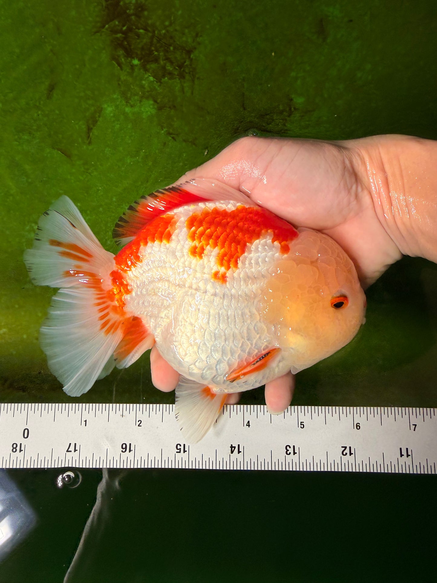 CHUBBY A Grade Red White Yuanbao Male 6 inches #041026YB_26