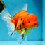 AAA Grade JUMBO Tiger Oranda Female 6-6.5 inches #062025OR_24