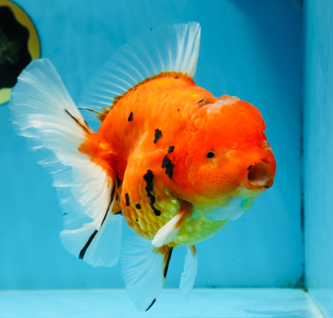 AAA Grade JUMBO Tiger Oranda Female 6-6.5 inches #062025OR_24