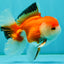 A Grade Red White Oranda Male 5.5 inches #042426OR_07