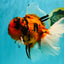 A Grade Broatail Tiger Oranda Male 7.5 inches #100926OR_08