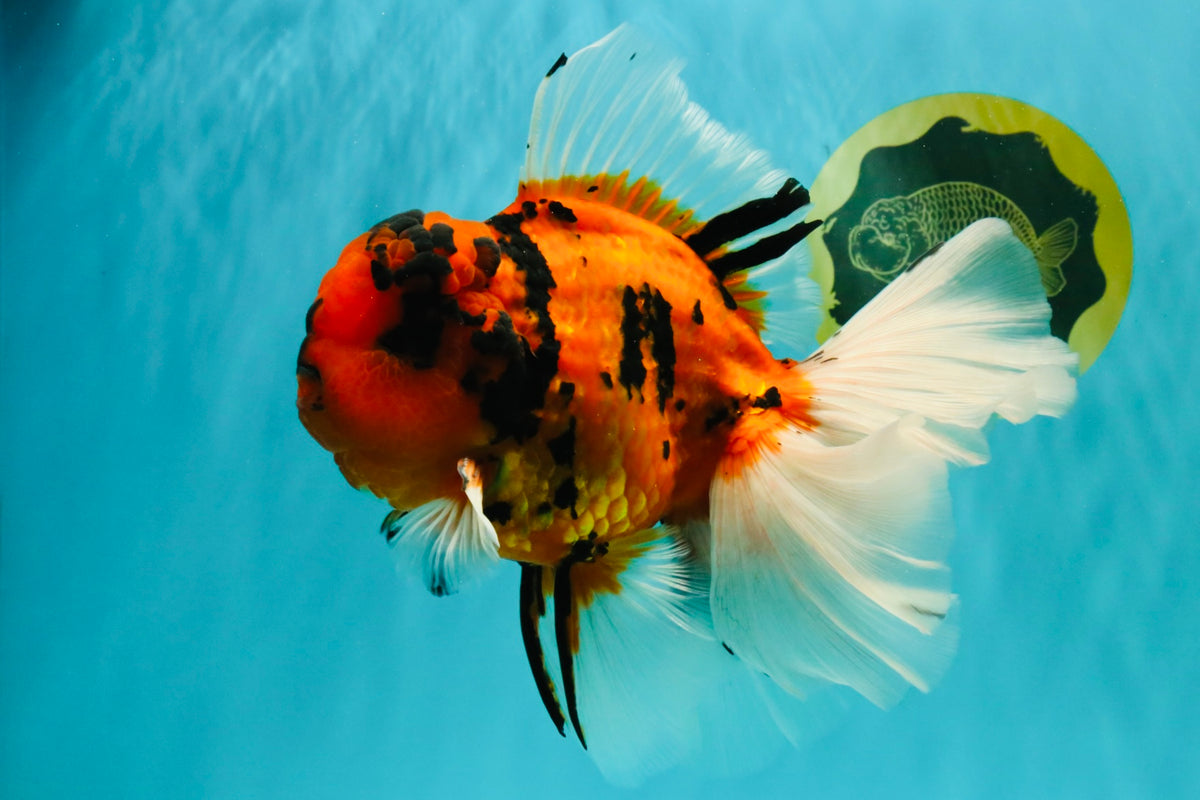 A Grade Broatail Tiger Oranda Male 7.5 inches #100926OR_08