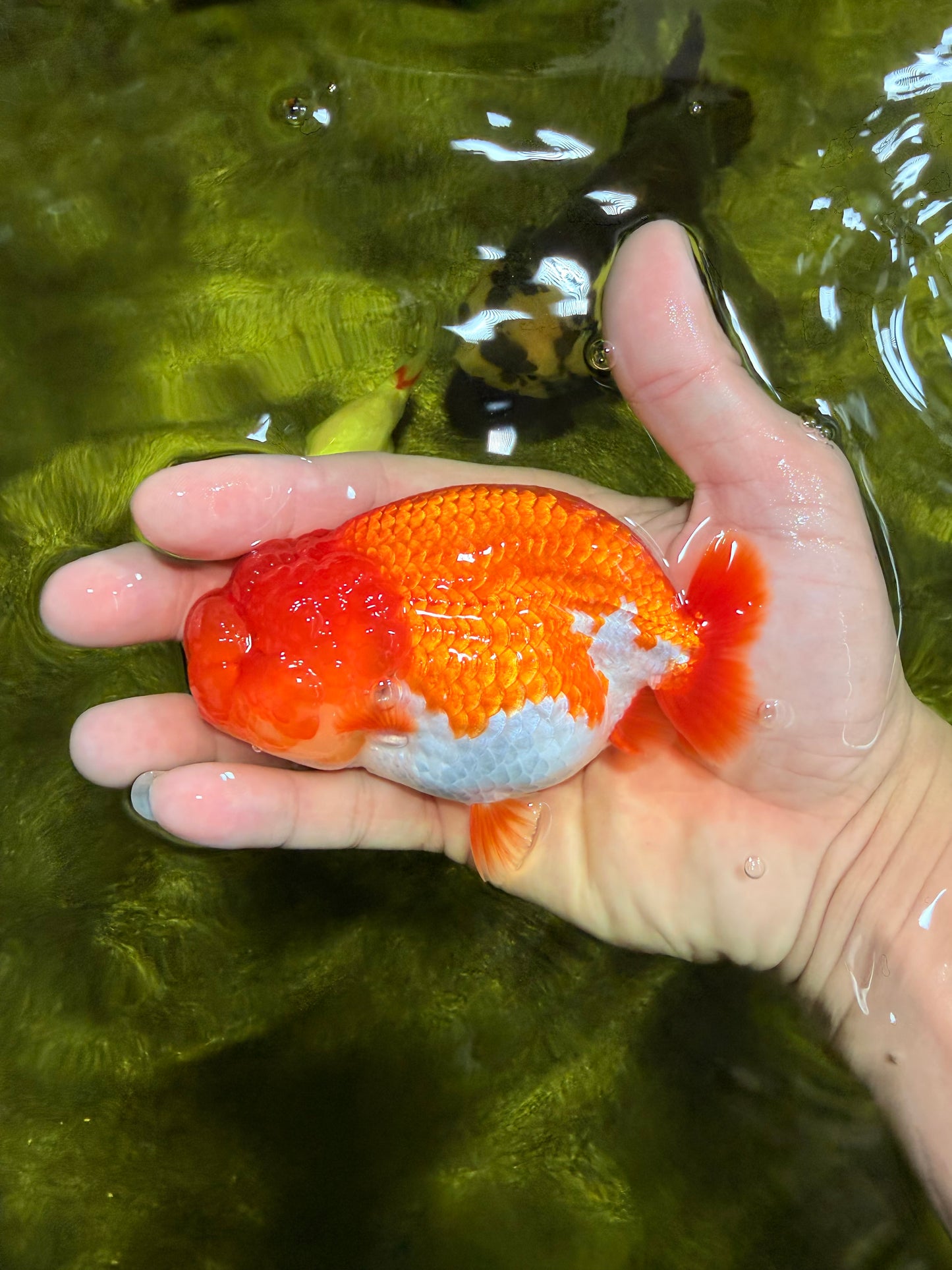 CHUBBY AAA Grade Red White LionQueen 4  inches #022026LC_16