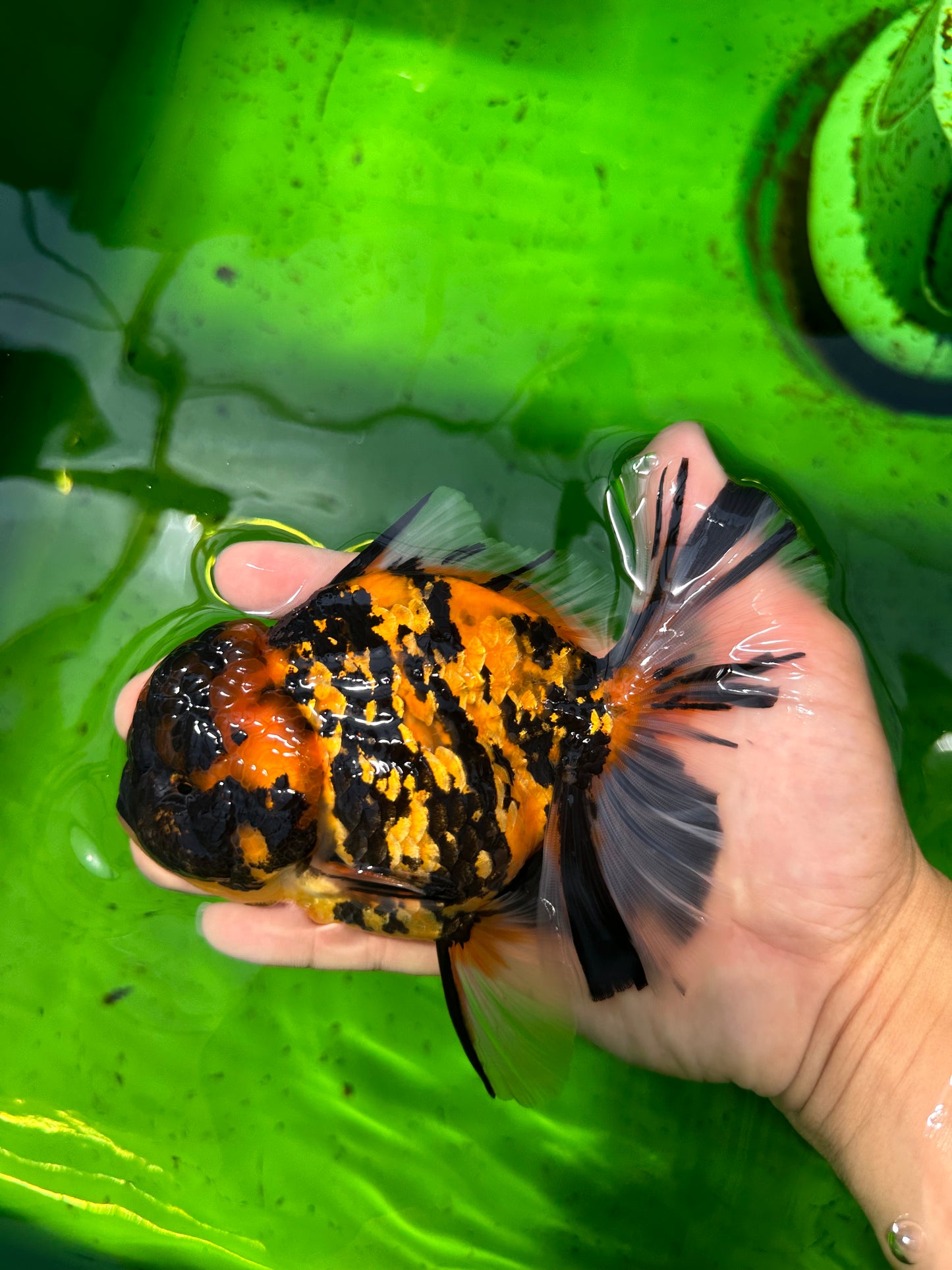 SHOW GRADE Jeune tigre Godzilla Oranda mâle 5,5 pouces #0614OR_25