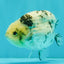 White Tiger Ranchu Male 5 inches #072426RC_34
