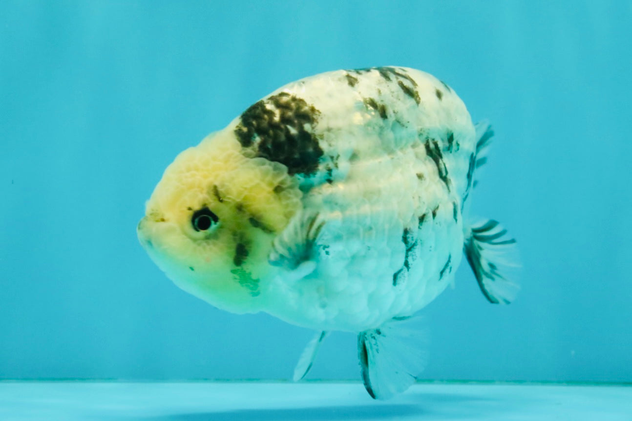 White Tiger Ranchu Male 5 inches #072426RC_34