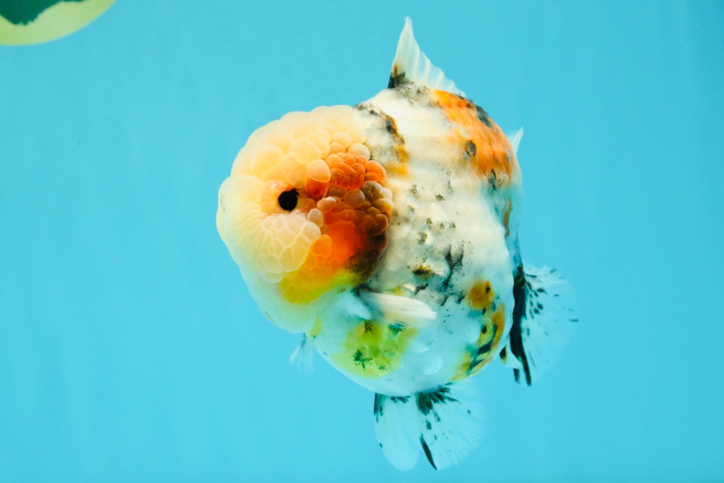 AAA Grade Marble Calico Blue Base Yuanbao Female 6-6.5 inches #032026YB_26