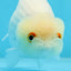 Snow White Lionchu Female 4 inches #0920LC_10