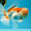 AAA JUMBO Grade Red White Oranda Male 6.5 inches #051625OR_33
