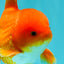 AAA Grade Red White Oranda Male 5-5.5 inches #073126OR_08