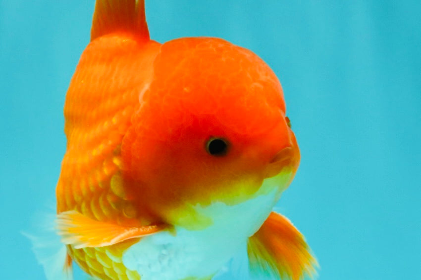 AAA Grade Red White Oranda Male 5-5.5 inches #073126OR_08