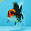 A Grade Tricolor Oranda Female 5.5-6 inches #100325OR_18