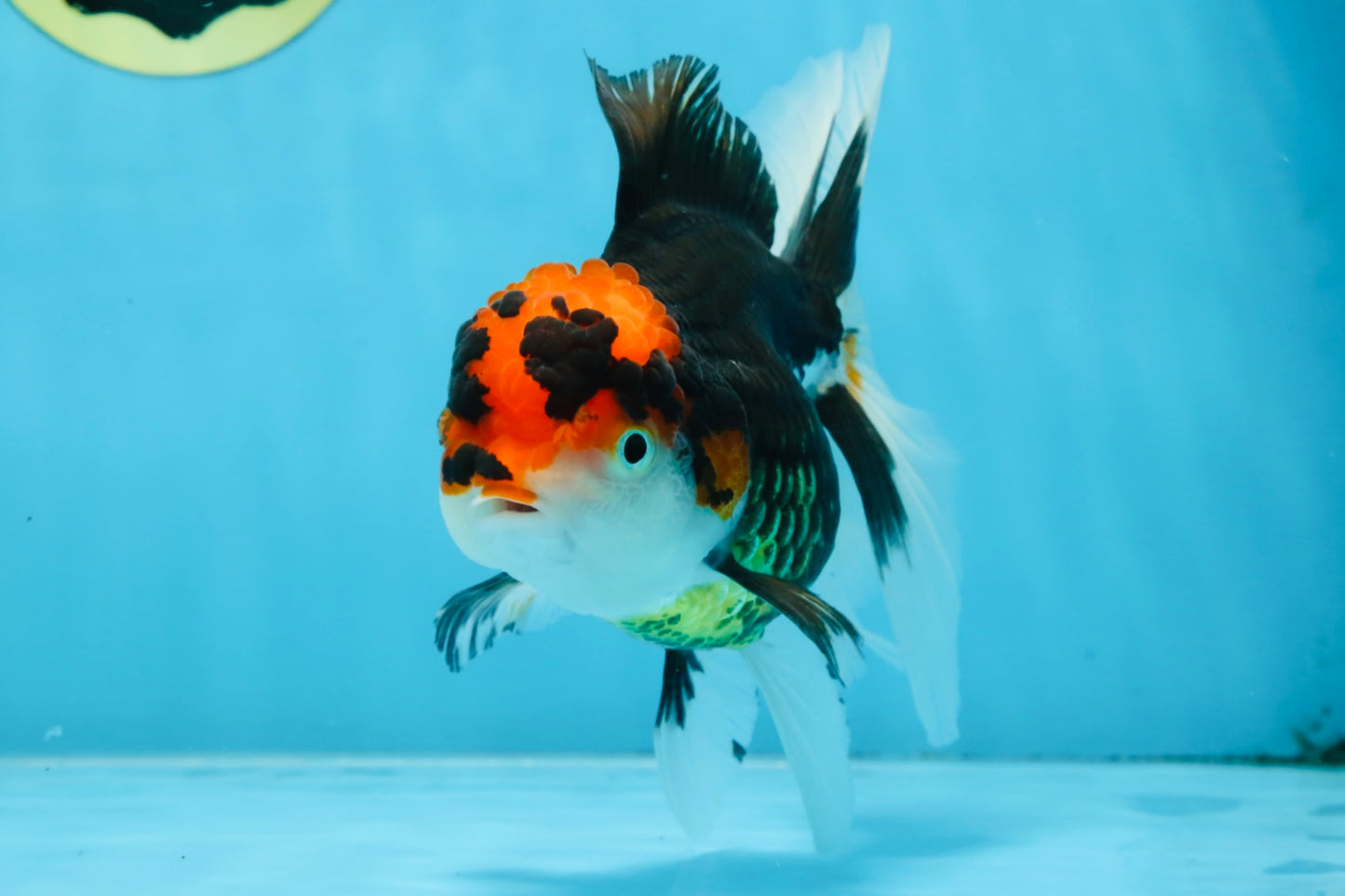 A Grade Tricolor Oranda Female 5.5-6 inches #100325OR_18