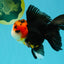 Tricolor Button Eyes Oranda Male 5.5 inches #032026OR_15