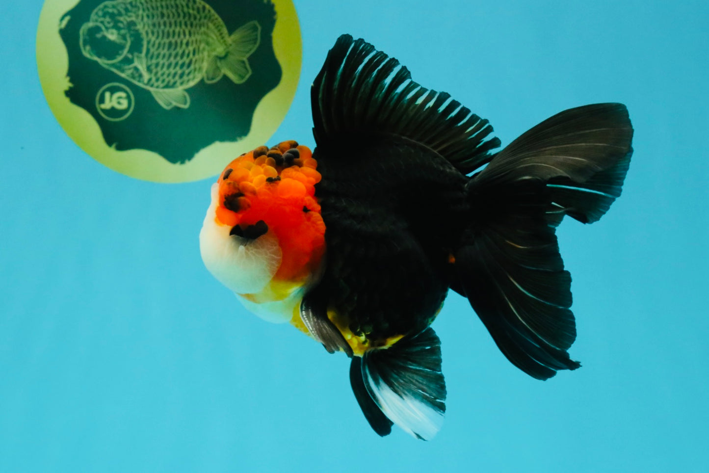 Tricolor Button Eyes Oranda Male 5.5 inches #032026OR_15