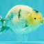 A Grade Diamond Scale Sakura Ranchu Male 5 inches #073126RC_11