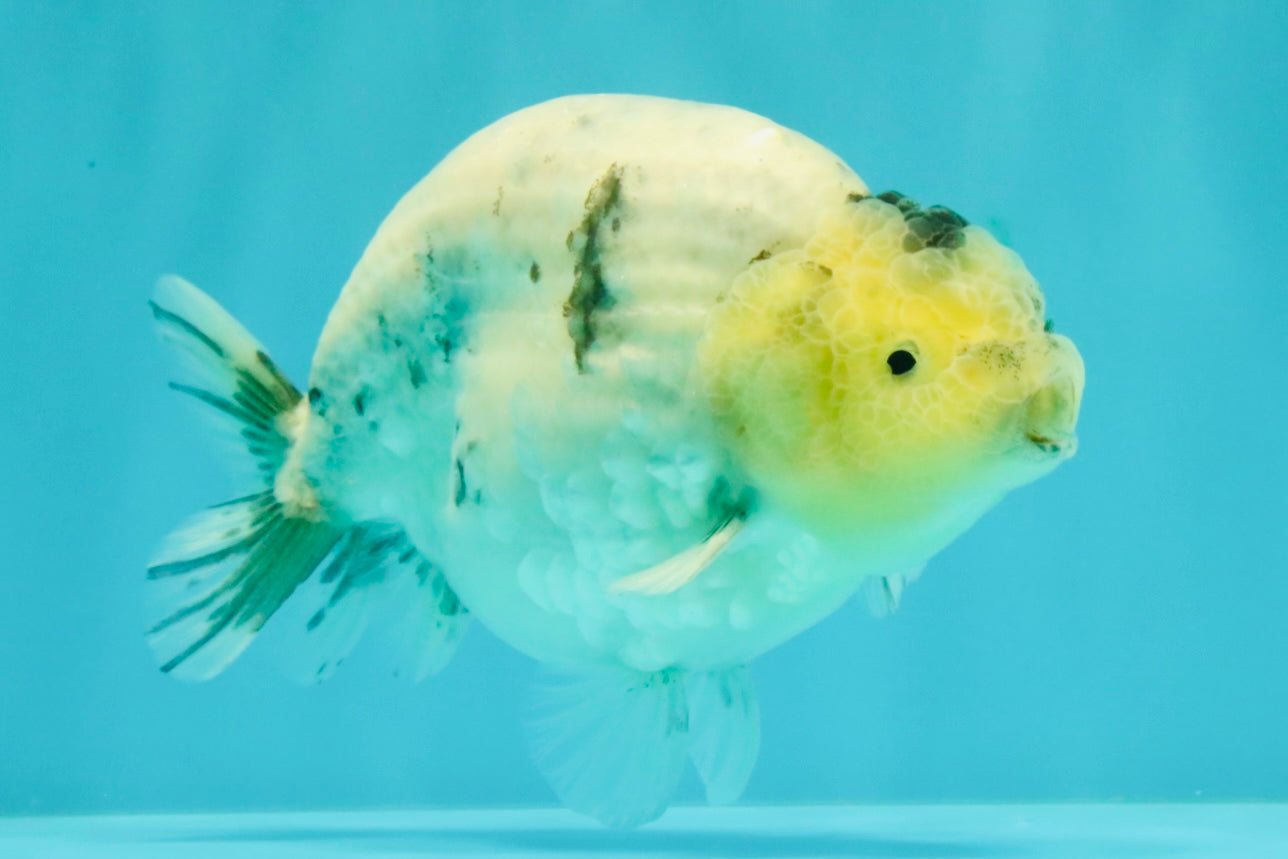 A Grade Diamond Scale Sakura Ranchu Male 5 inches #073126RC_11
