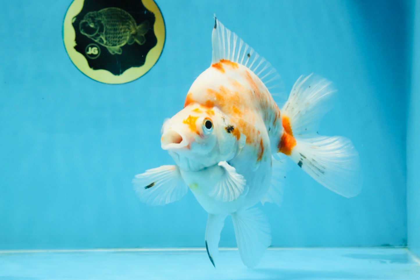 AAA Grade Indonesia Sakura Ryukin Male 6-6.5 inches #111425RK_12